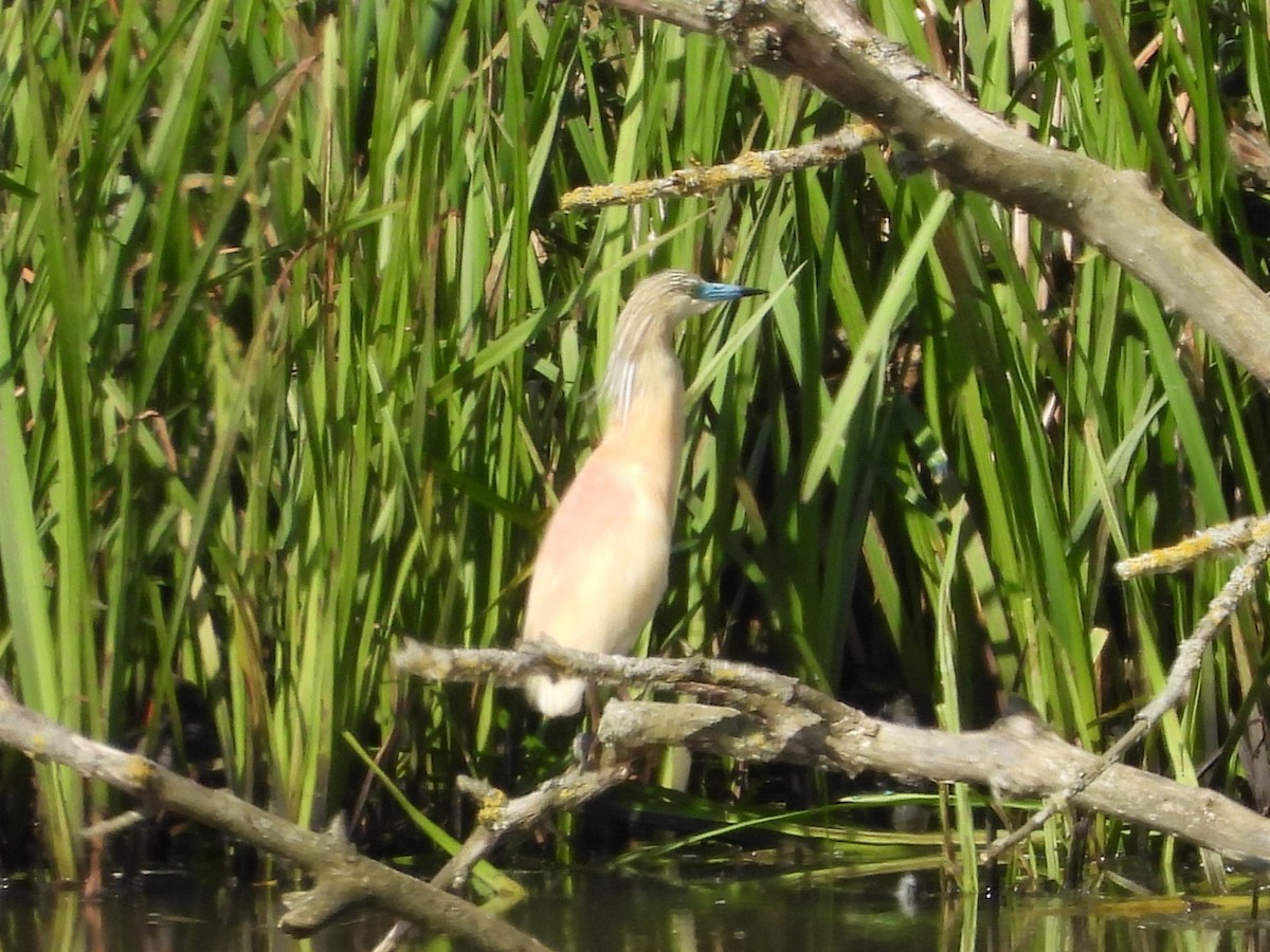 Squacco Heron - ML620221886