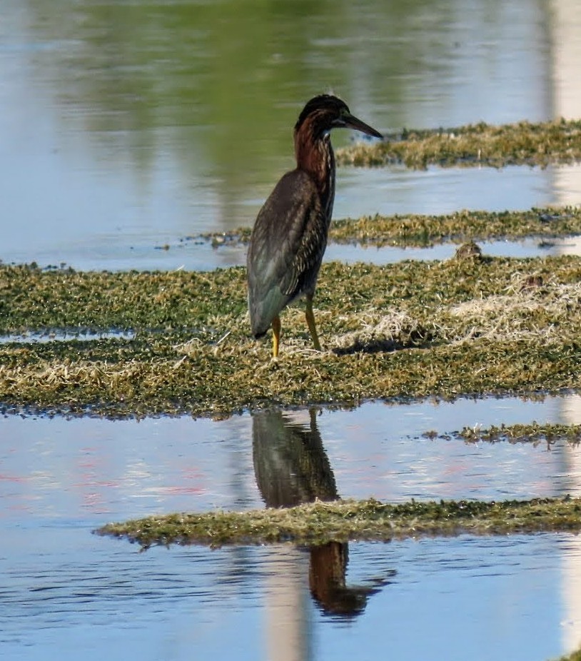 Green Heron - ML620221887