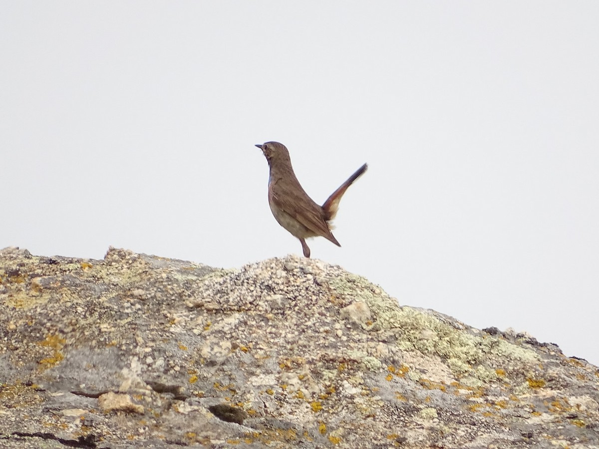 Bluethroat - ML620221891