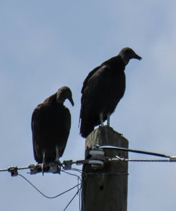 Black Vulture - ML620221900