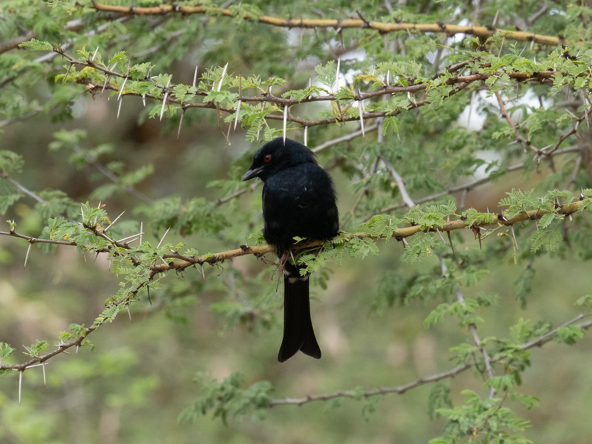 Fork-tailed Drongo - ML620221931
