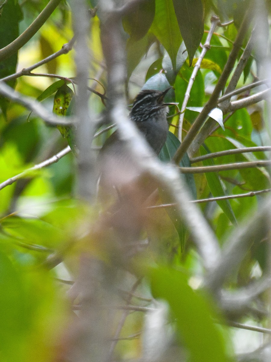 Gray-breasted Wood-Wren (Central American) - ML620221941