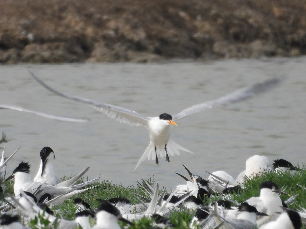 Elegant Tern - ML620221945