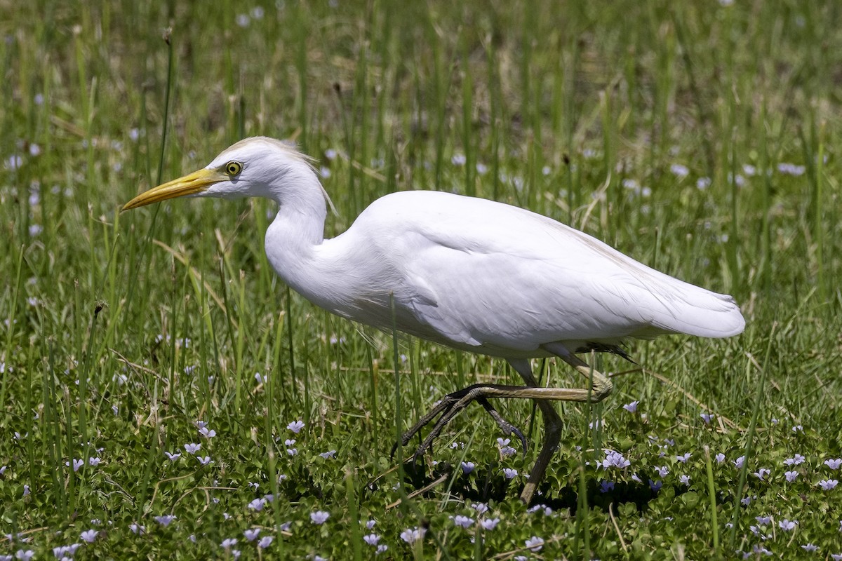 Western Cattle Egret - ML620221962