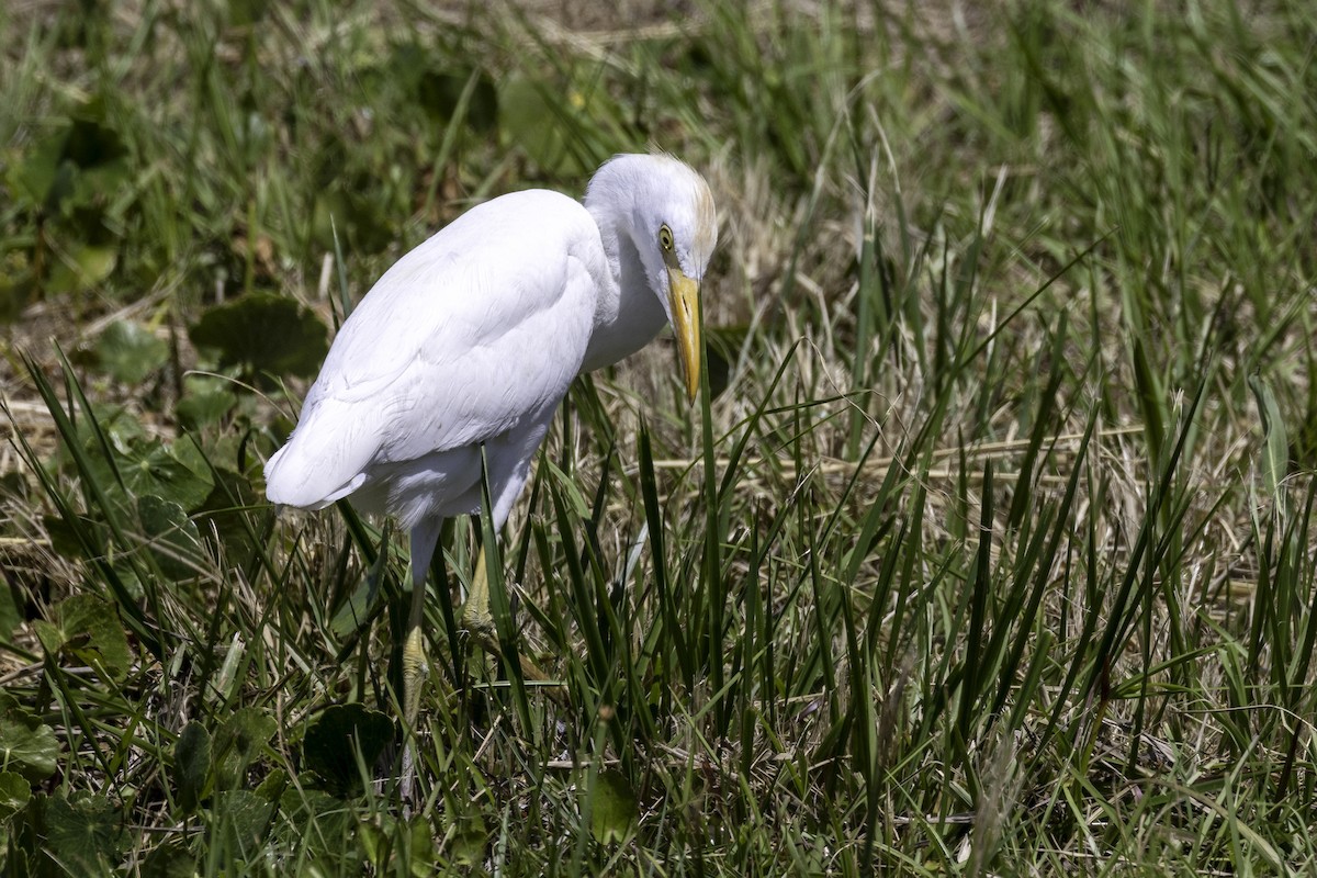 Western Cattle Egret - ML620221965