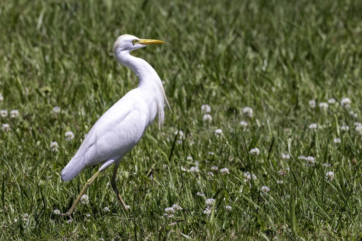 Western Cattle Egret - ML620221966