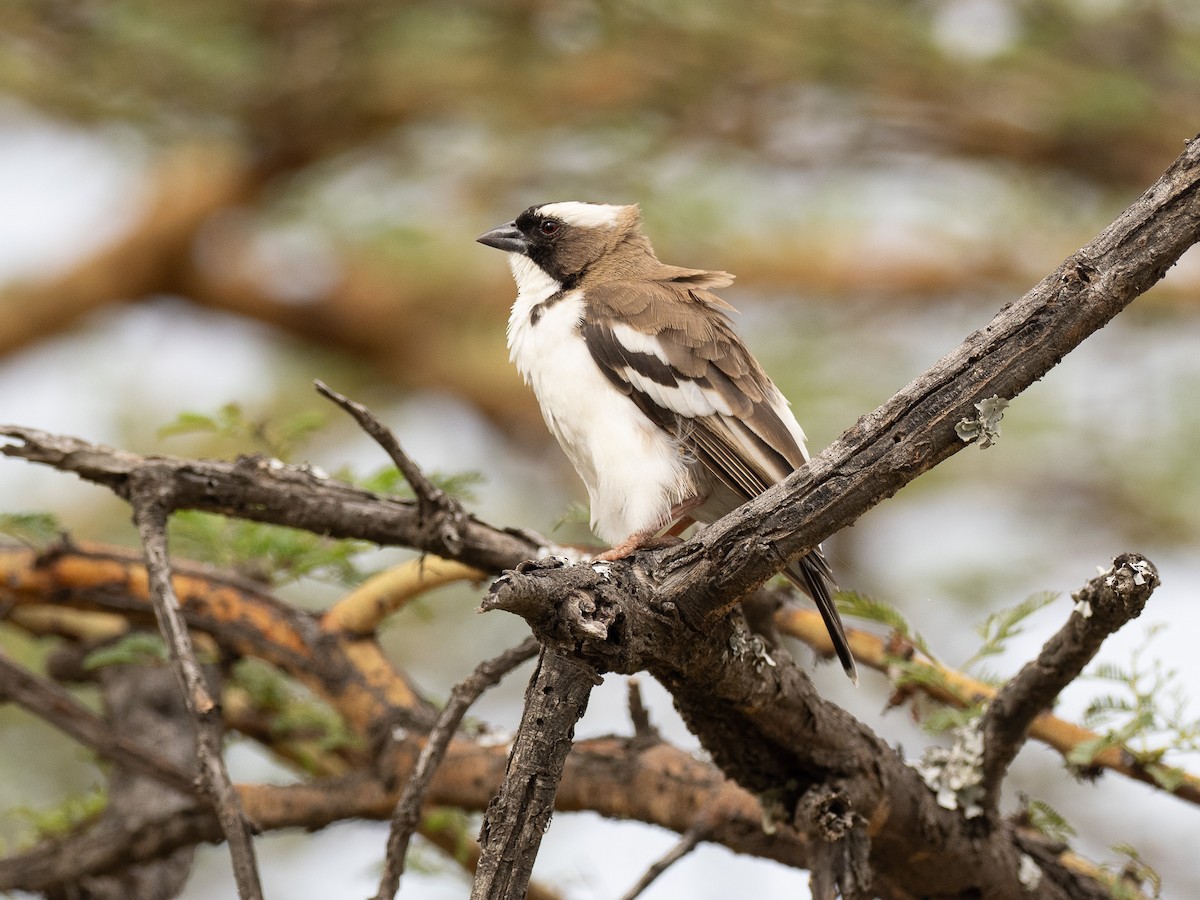White-browed Sparrow-Weaver - ML620221977