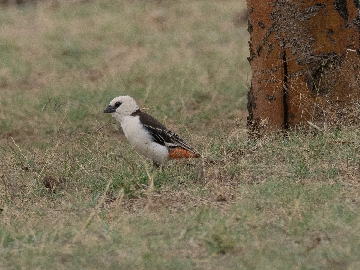 White-headed Buffalo-Weaver - ML620221981