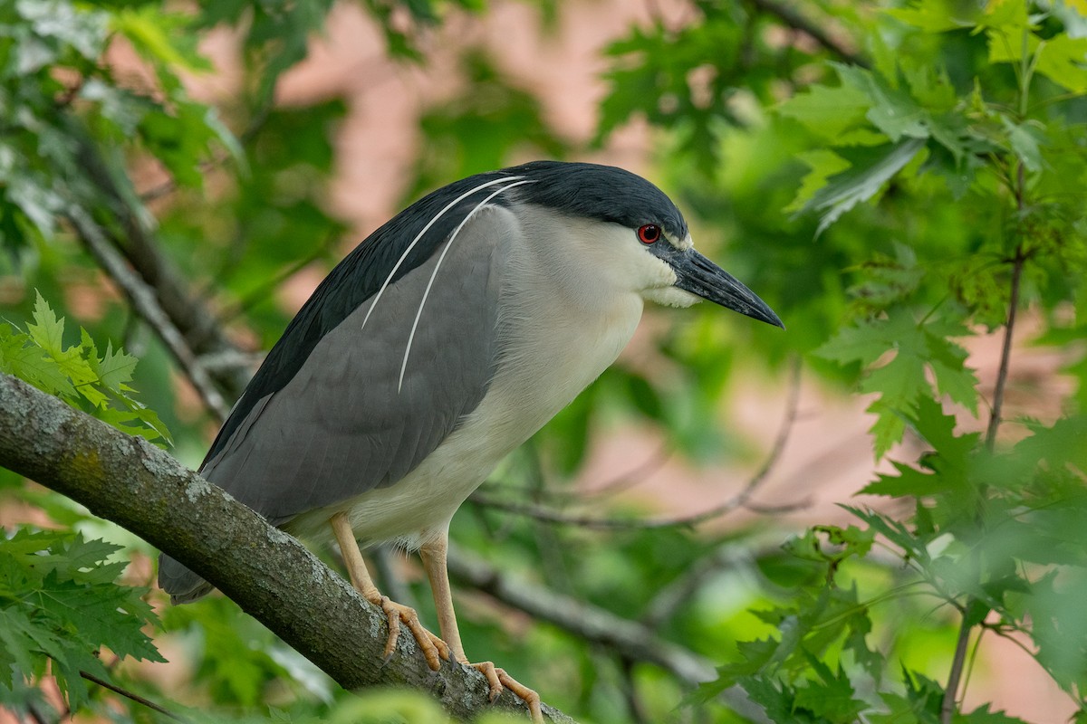 Black-crowned Night Heron - ML620221984