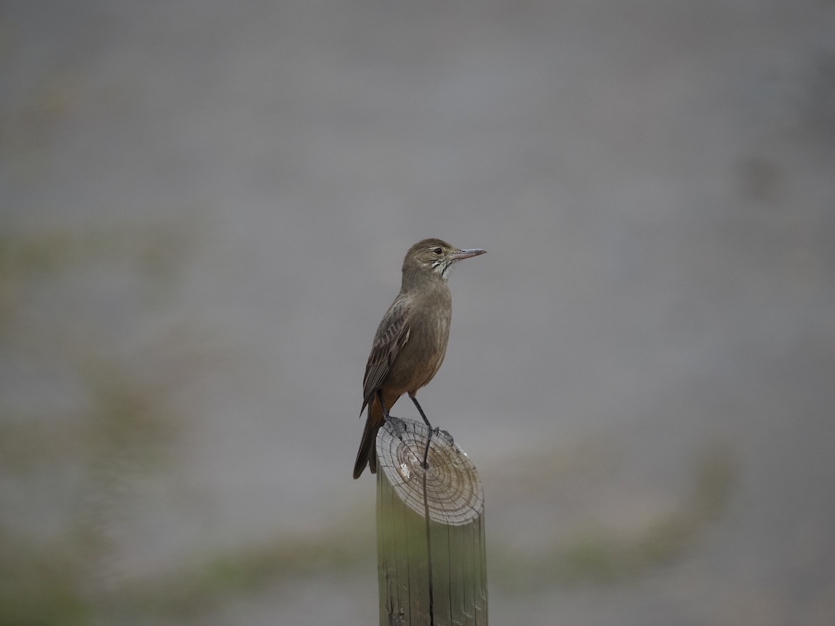 Great Shrike-Tyrant - ML620221988