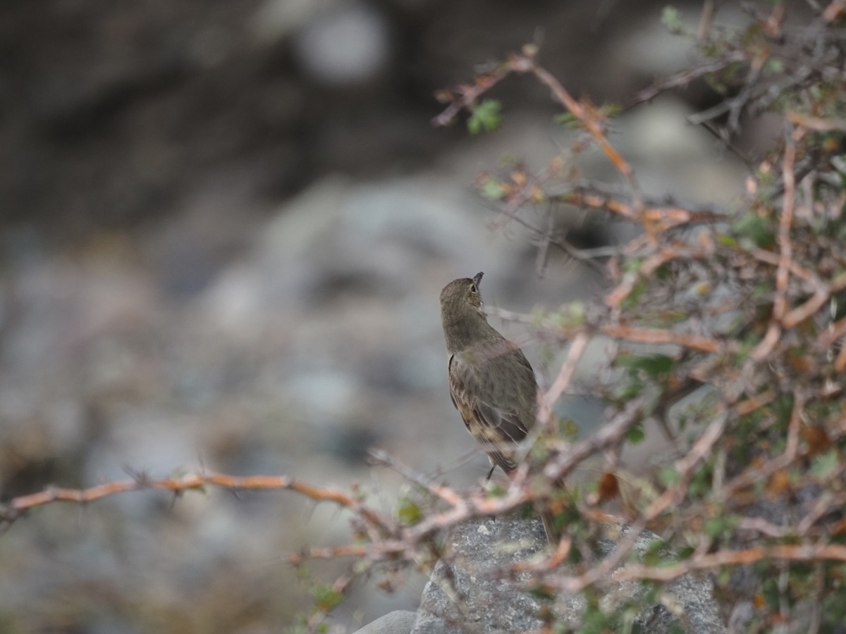 Great Shrike-Tyrant - ML620221992