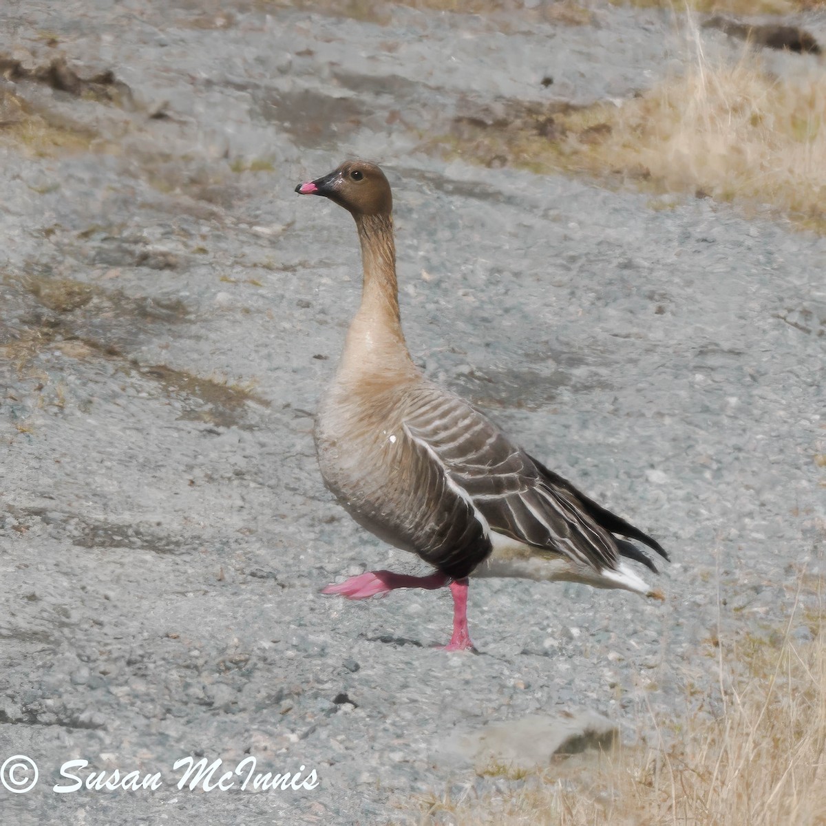 Pink-footed Goose - ML620222000