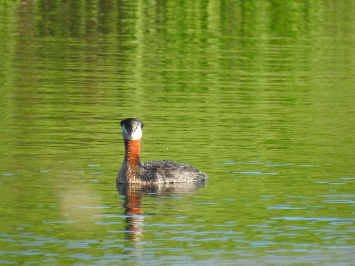 Red-necked Grebe - ML620222013