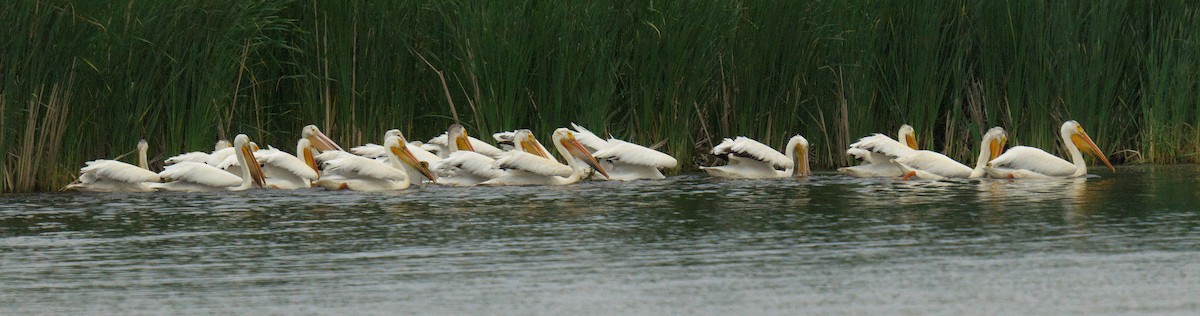 pelikán severoamerický - ML620222019