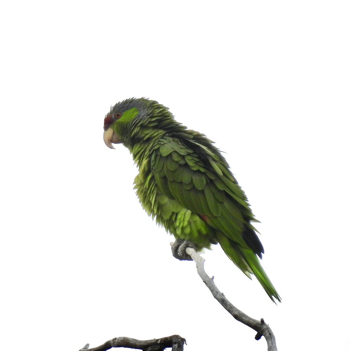Lilac-crowned Parrot - ML620222021