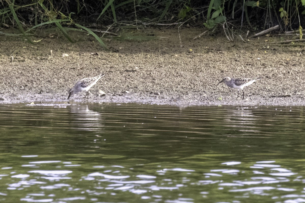 White-rumped Sandpiper - Mel Green