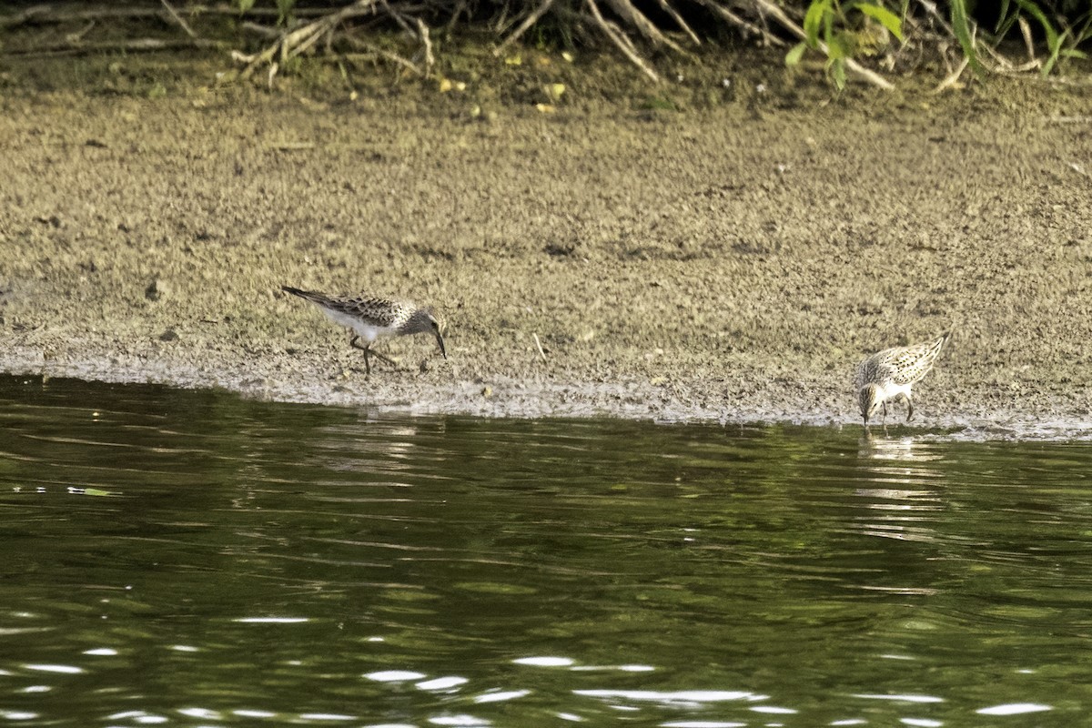 Weißbürzel-Strandläufer - ML620222023