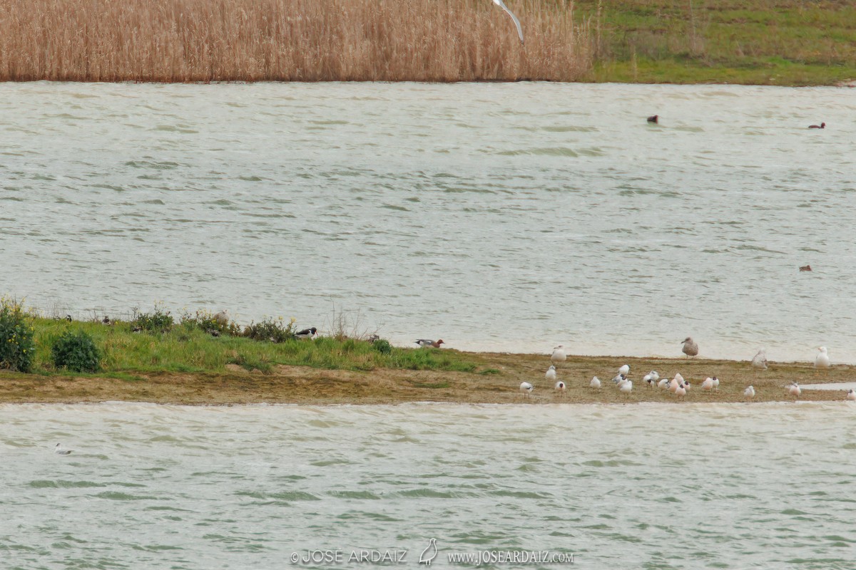 Eurasian Oystercatcher - ML620222026