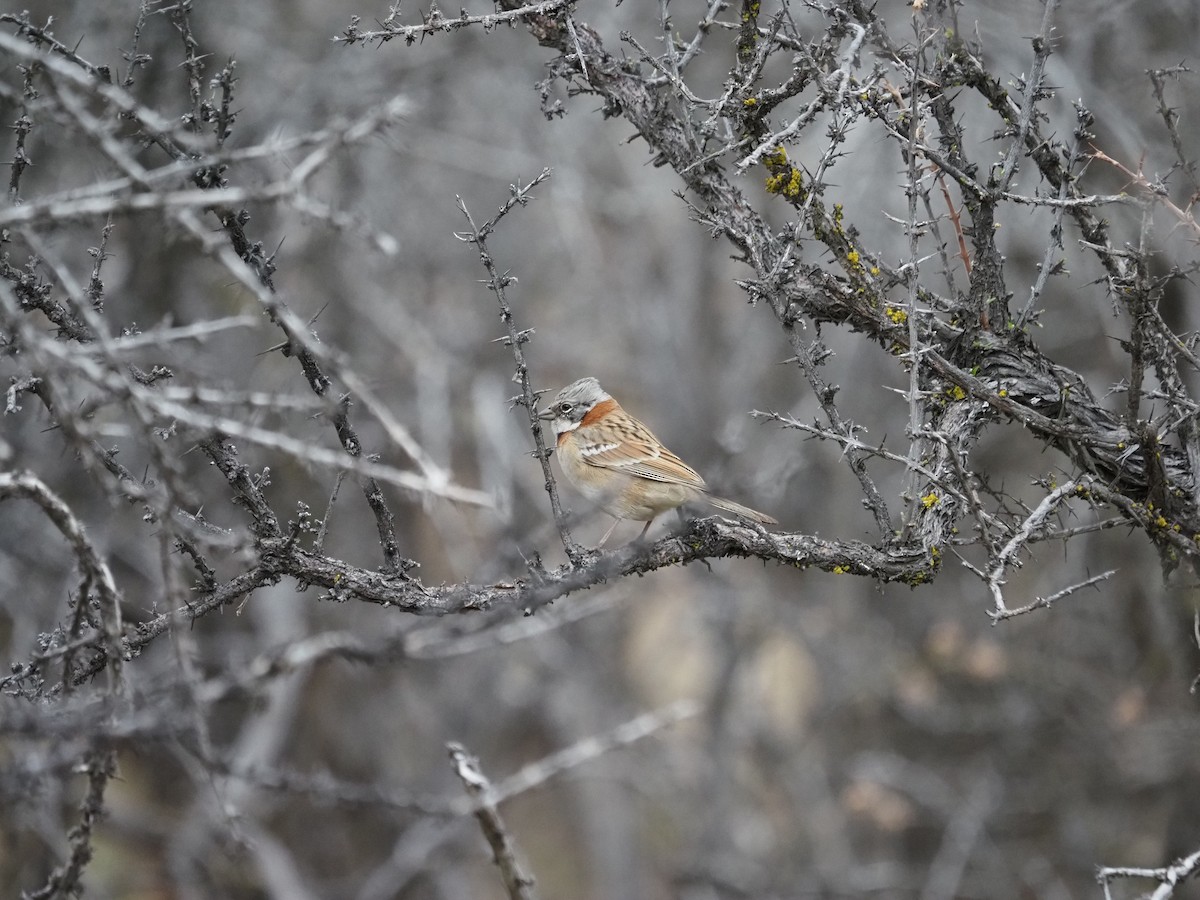 Rufous-collared Sparrow - ML620222033