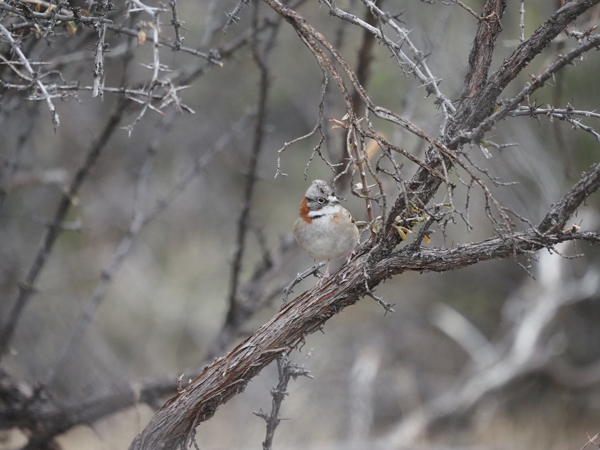Rufous-collared Sparrow - ML620222034