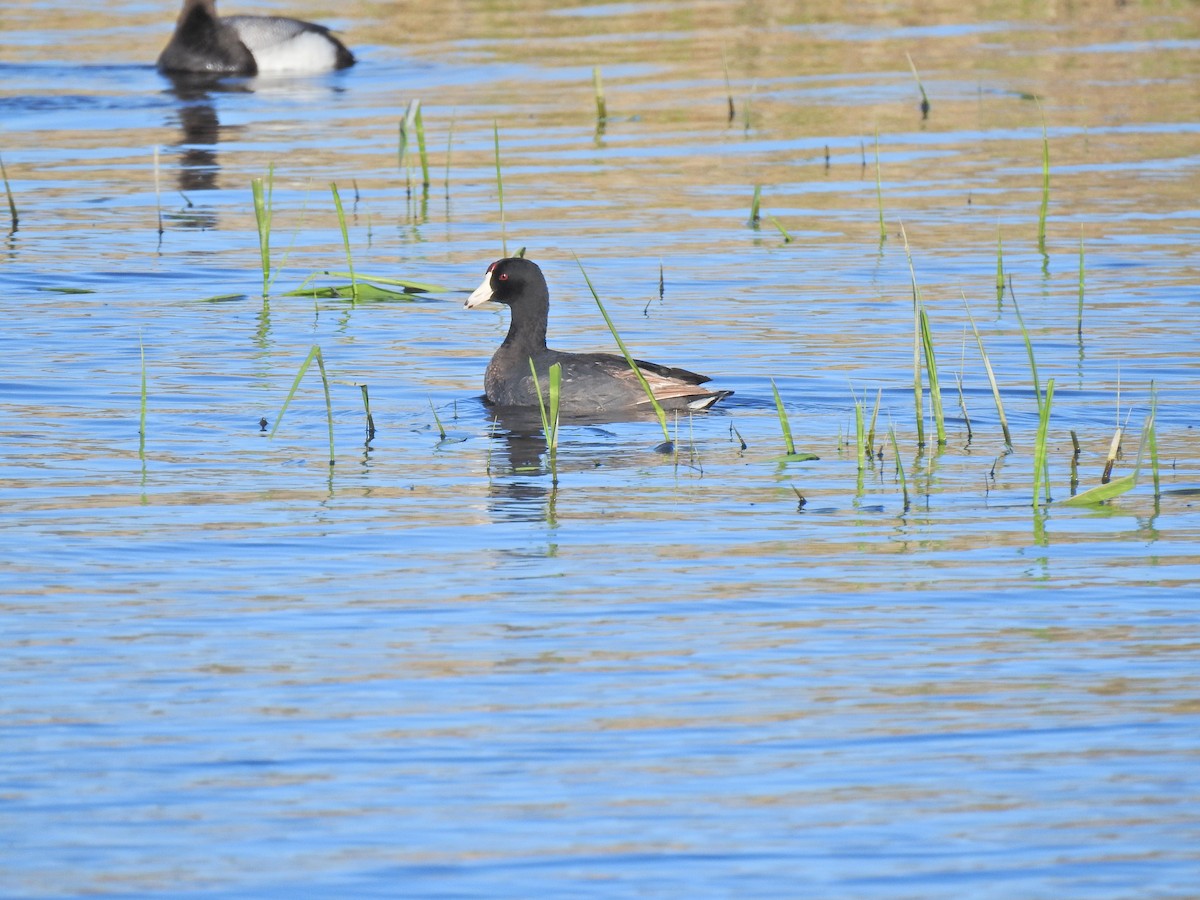 American Coot - ML620222035