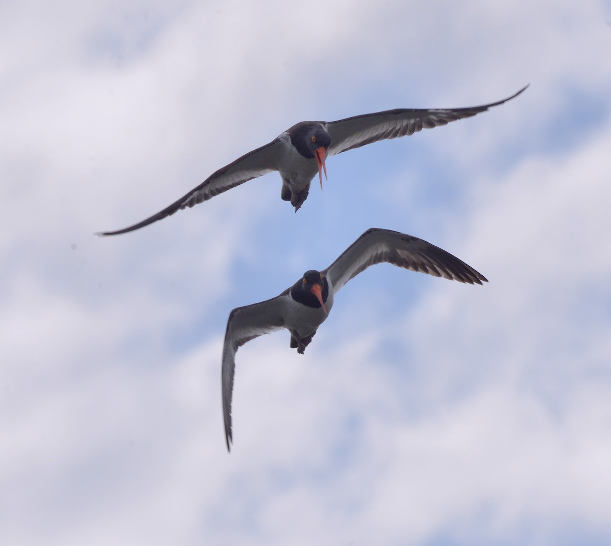 American Oystercatcher - ML620222037