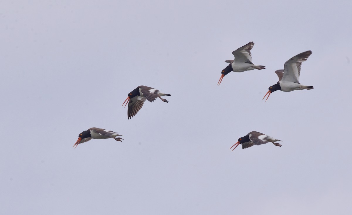 American Oystercatcher - ML620222040