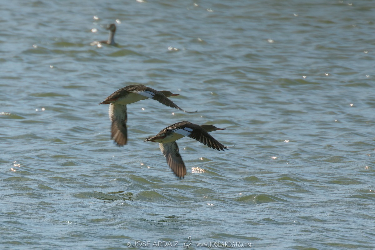 Red-breasted Merganser - ML620222043