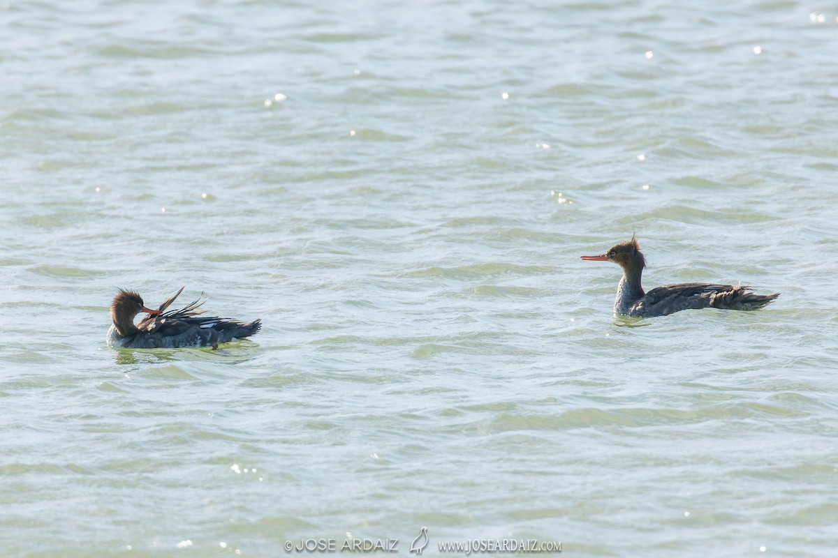 Red-breasted Merganser - ML620222044