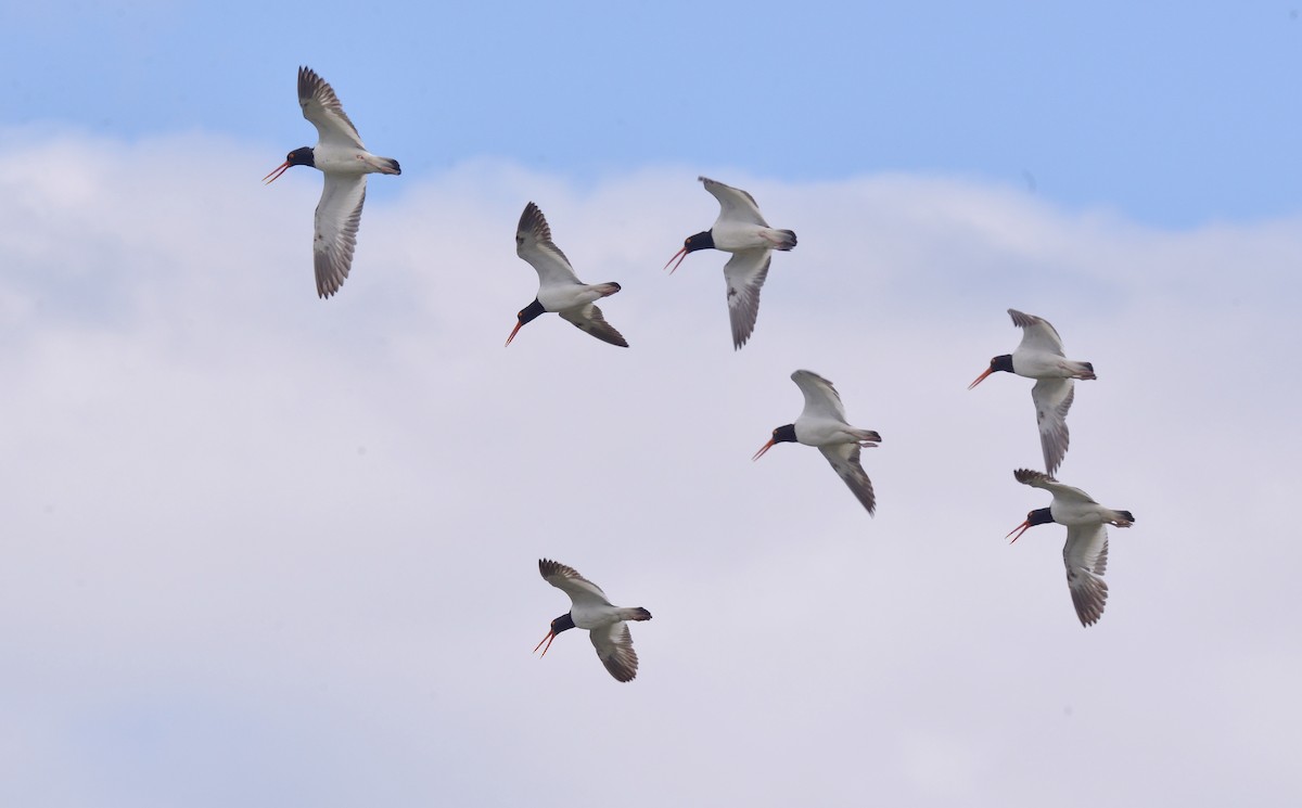 American Oystercatcher - ML620222047