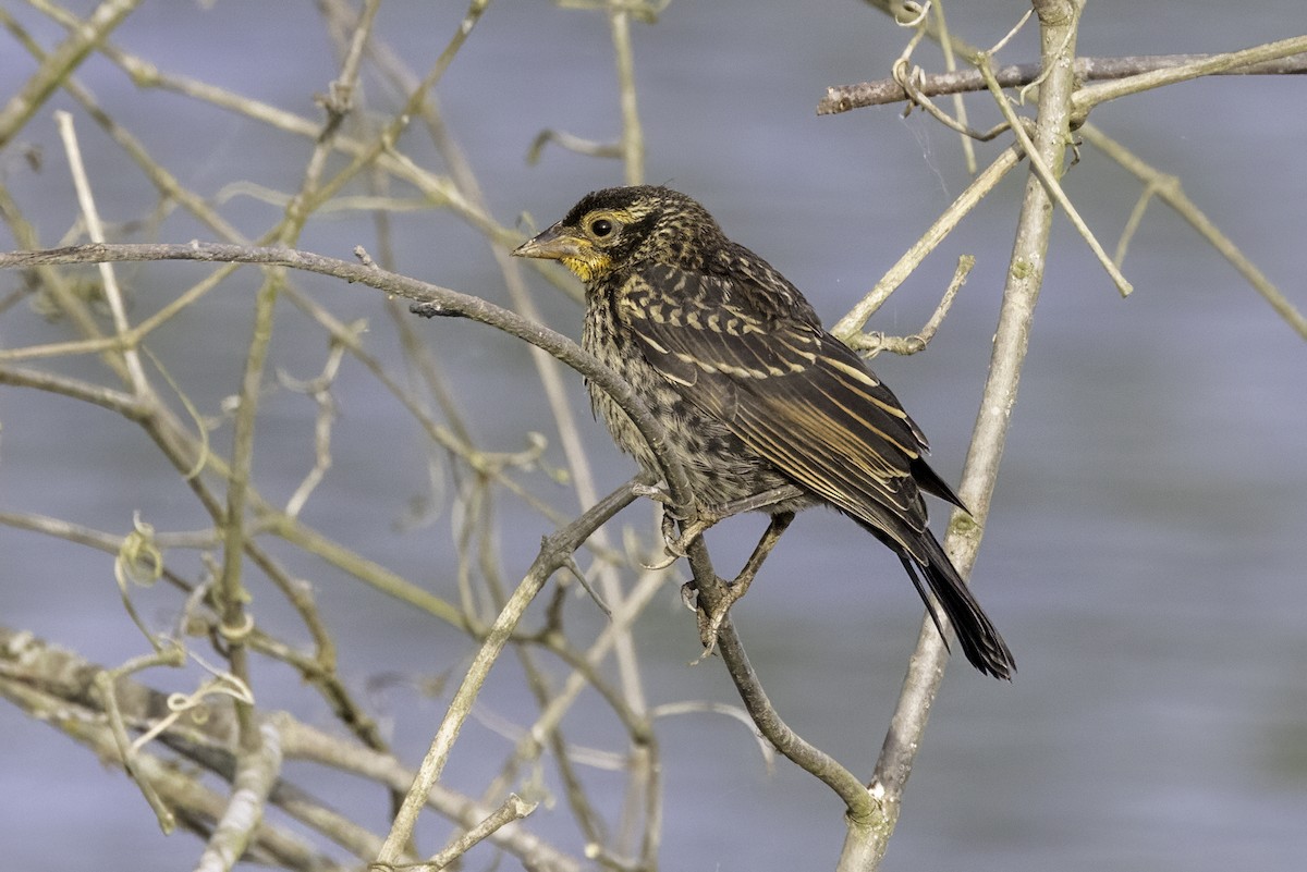 Red-winged Blackbird - ML620222056