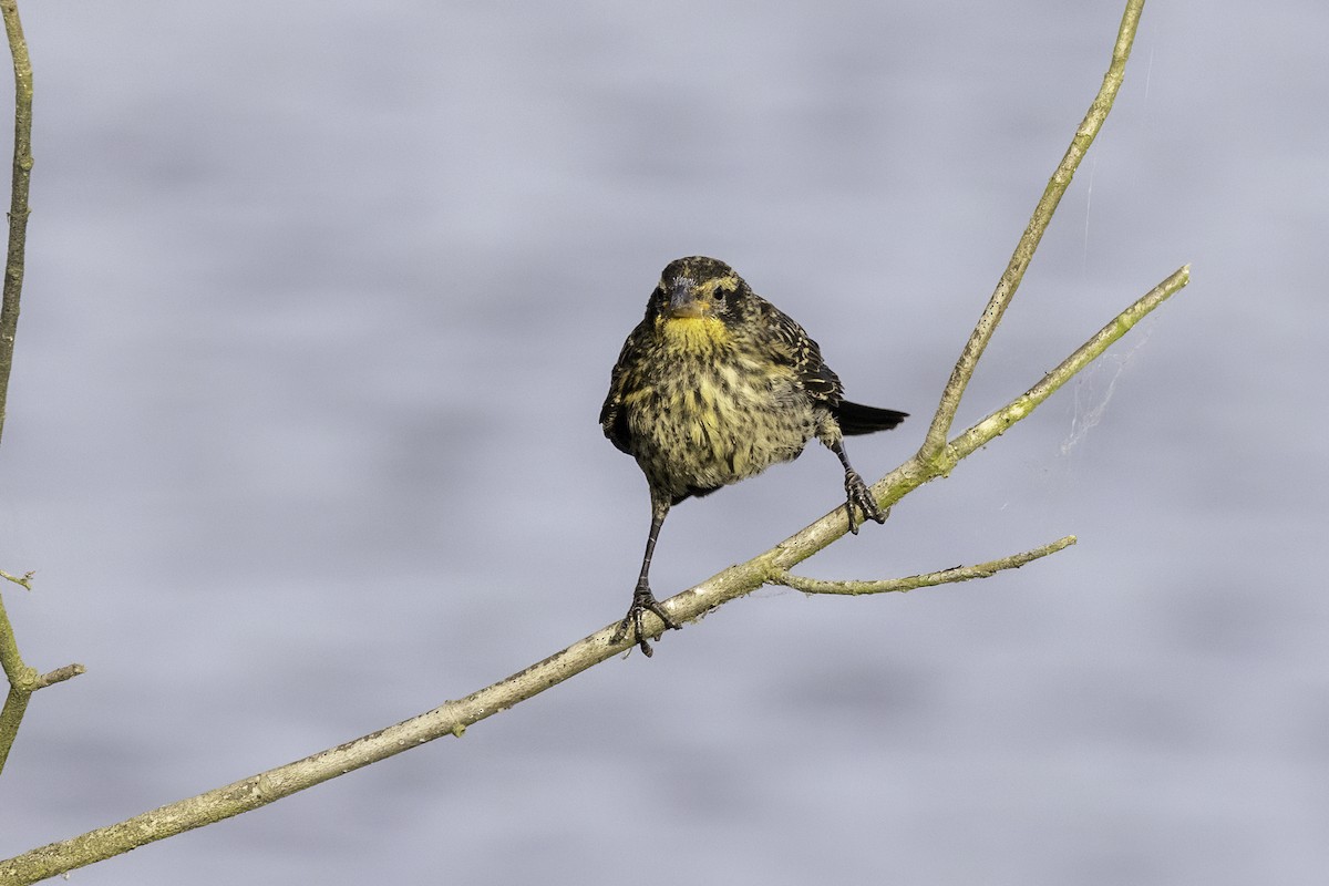 Red-winged Blackbird - Mel Green