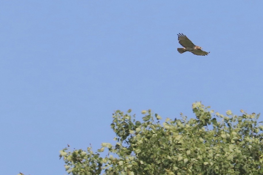 Red-tailed Hawk - JoAnn Dalley