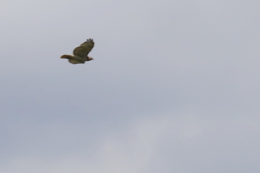 Red-tailed Hawk - ML620222059