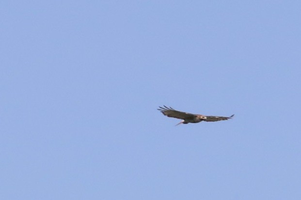Red-tailed Hawk - ML620222060