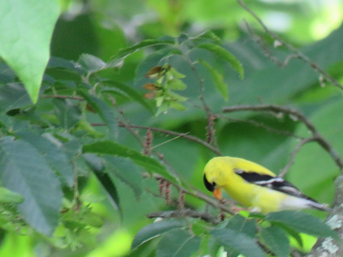 American Goldfinch - ML620222062