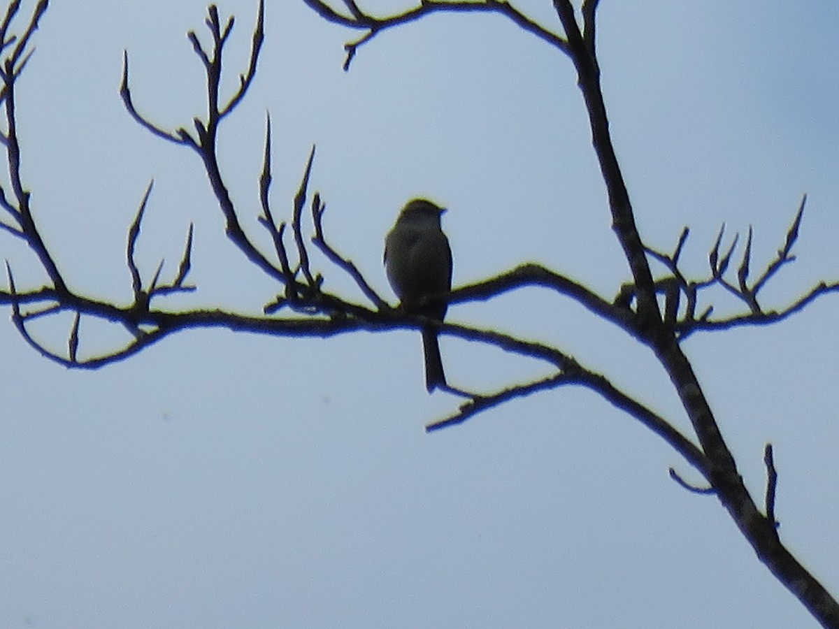 Chipping Sparrow - ML620222066