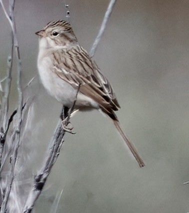 Brewer's Sparrow - ML620222078