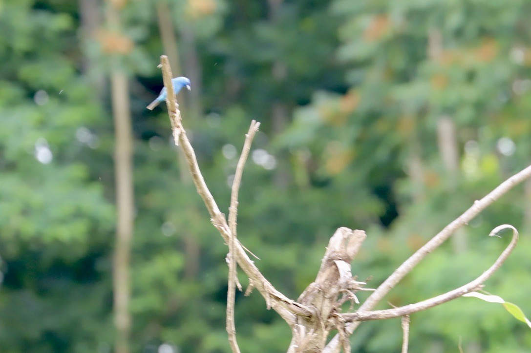 Indigo Bunting - ML620222083