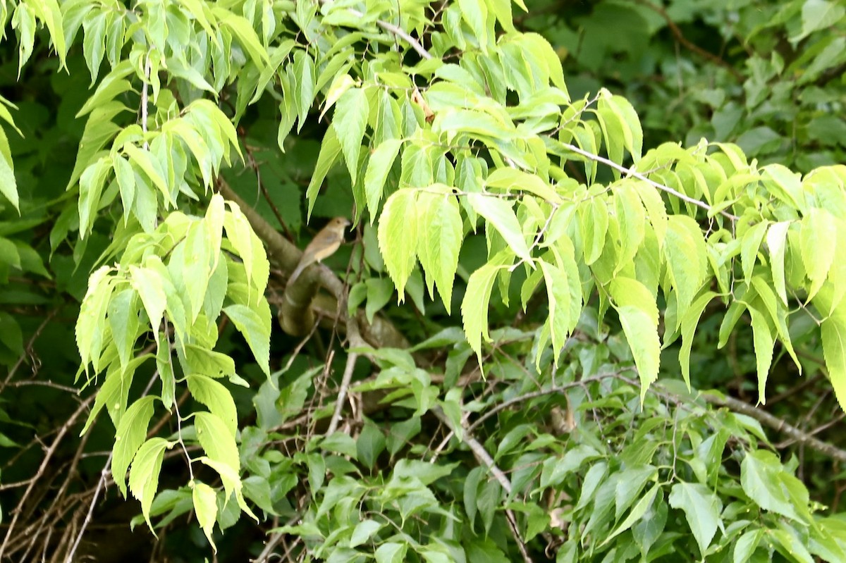 Indigo Bunting - JoAnn Dalley