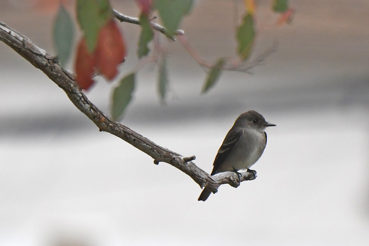 Western Wood-Pewee - ML620222086