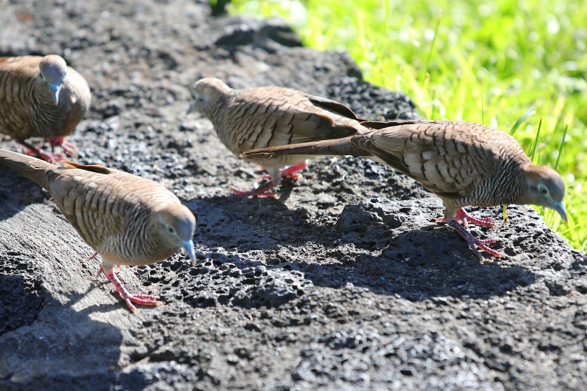 Zebra Dove - ML620222088