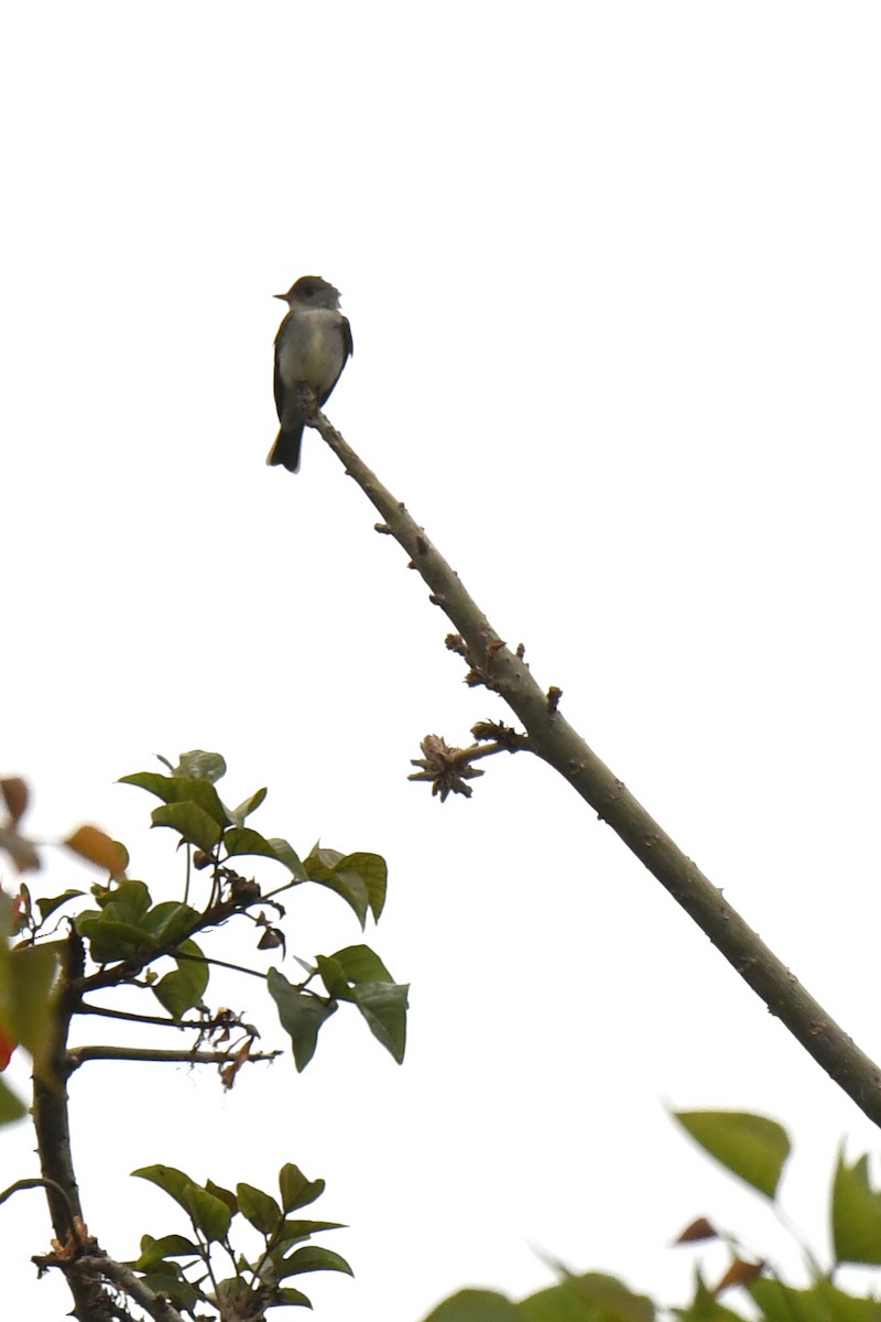 Eastern Wood-Pewee - ML620222091