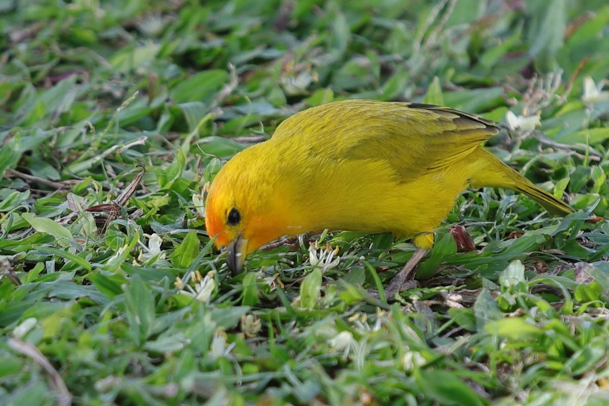 Saffron Finch - ML620222095