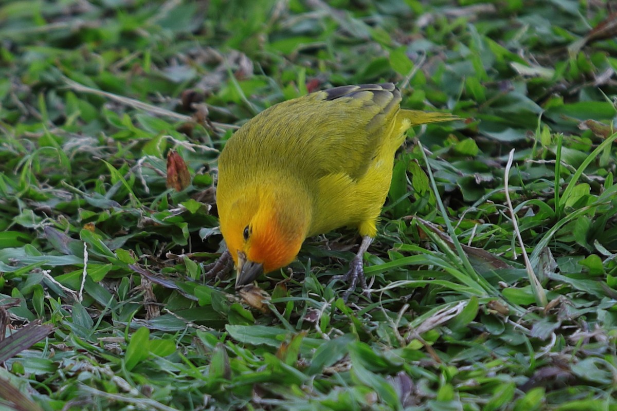 Saffron Finch - ML620222096