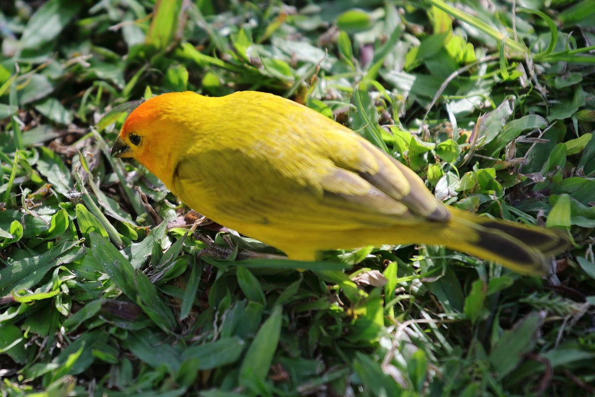 Saffron Finch - ML620222099