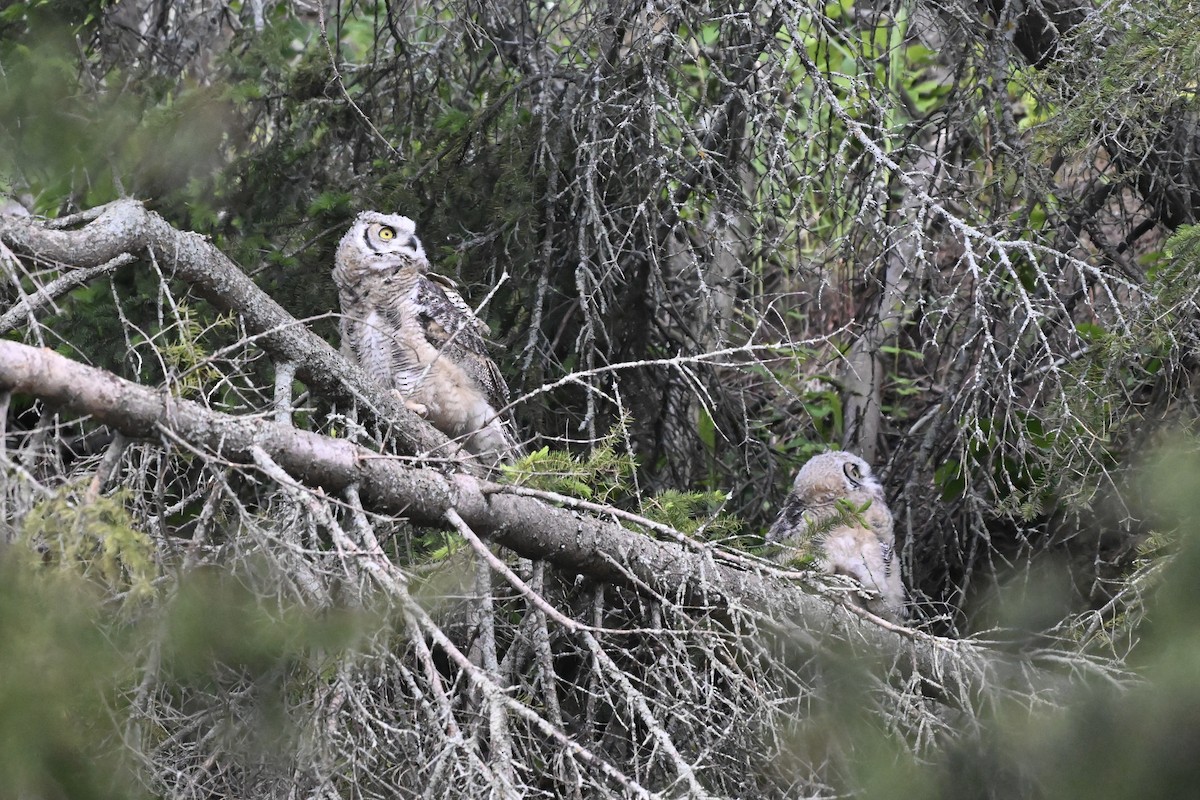 Great Horned Owl - ML620222107