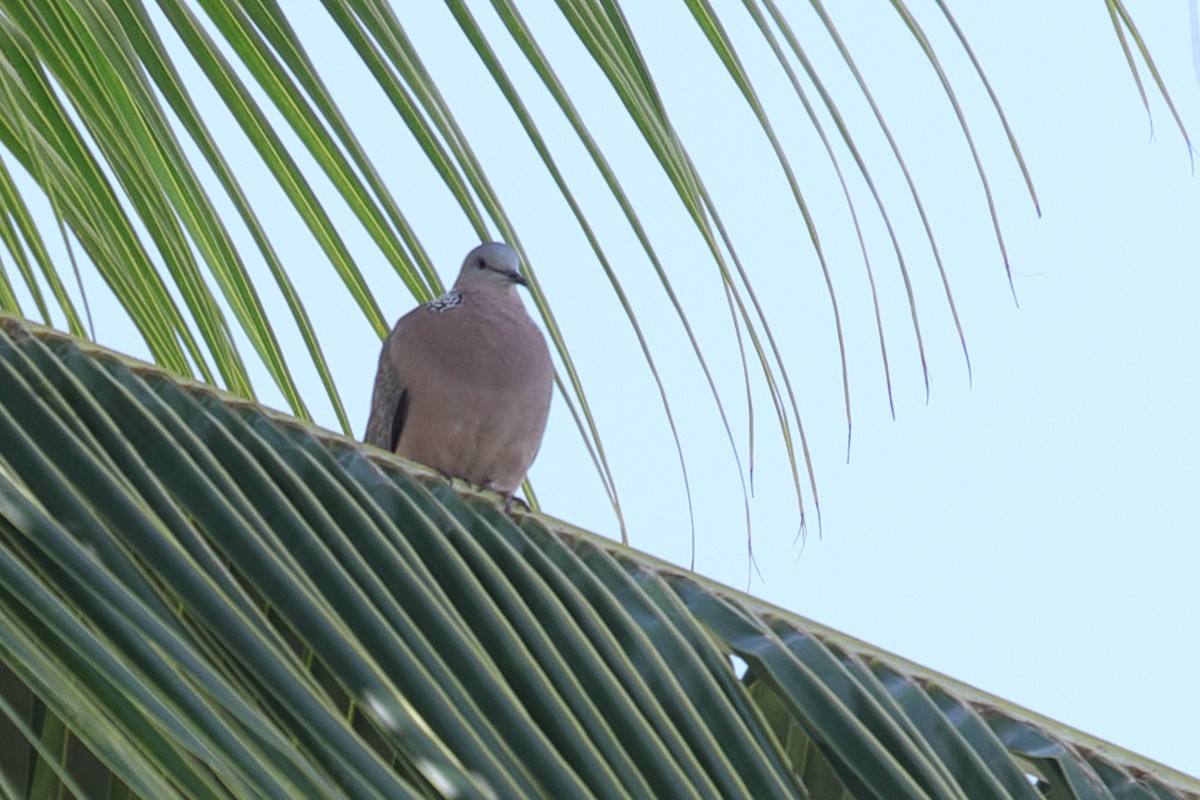 Spotted Dove - ML620222108