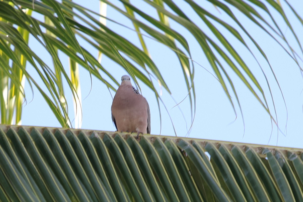 珠頸斑鳩 - ML620222109