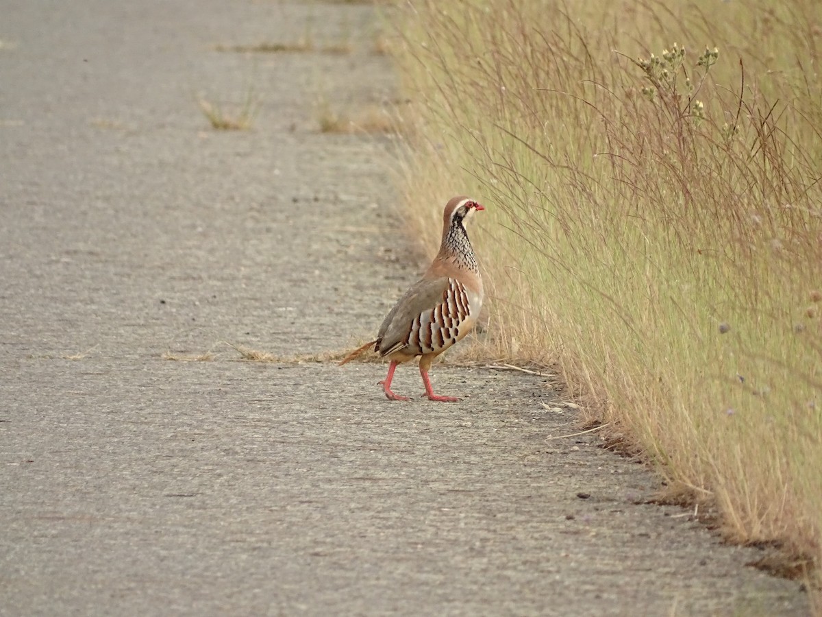 Red-legged Partridge - ML620222113